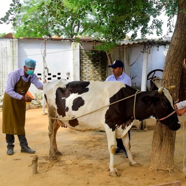 Artificial Insemination Img