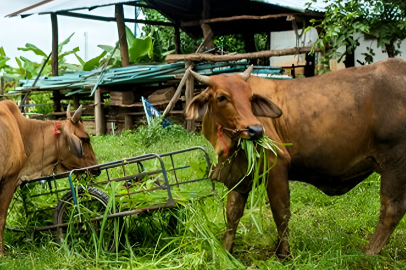 Cattle Feed Img